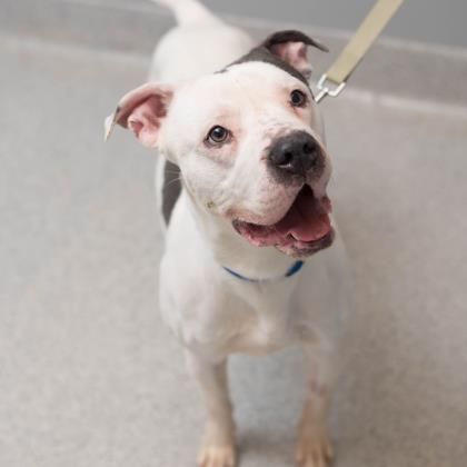 Adopt Charlie a White Mixed Breed (Large) / Mixed dog in Lansing, MI (24680096)