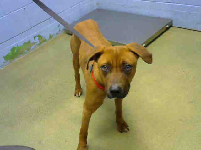 Adopt a Brown/Chocolate Boxer / Labrador Retriever / Mixed dog in Moreno Valley