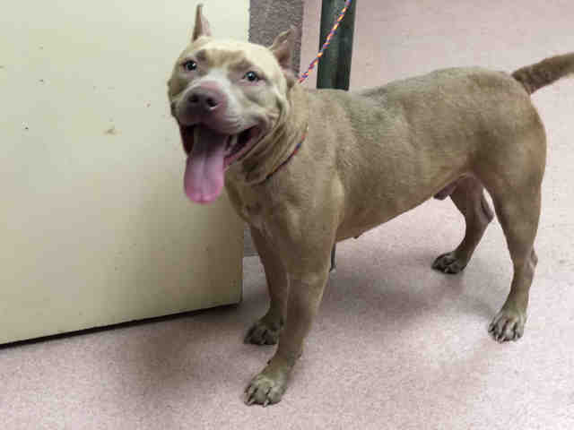 Adopt CARMELLO a Brown/Chocolate - with White American Staffordshire Terrier /
