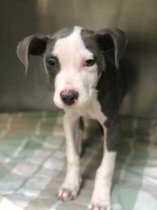 Adopt Ghost a Gray/Blue/Silver/Salt & Pepper American Pit Bull Terrier / Mixed