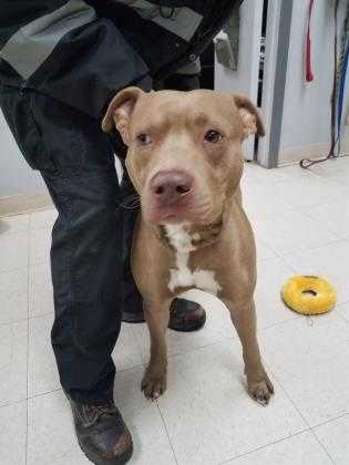 Adopt Soloman a Red/Golden/Orange/Chestnut American Staffordshire Terrier /