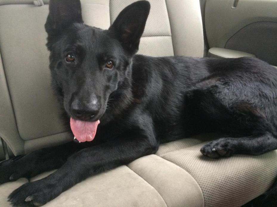 Adopt Bowie a Black German Shepherd Dog / Mixed dog in Toccoa, GA (24165512)