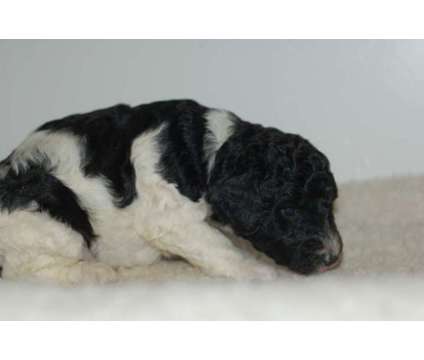 F2BB Labradoodle Puppies