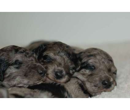 F2BB Labradoodle Puppies