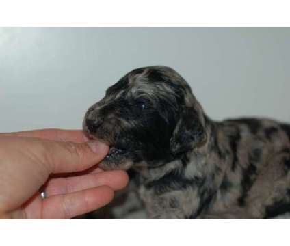 F2BB Labradoodle Puppies