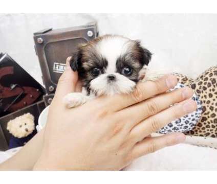 Charming Micro Tea Cup Shih Tzu !! Now Available