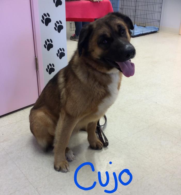 Adopt Cujo a Brown/Chocolate - with Black Shepherd (Unknown Type) / Mixed dog in