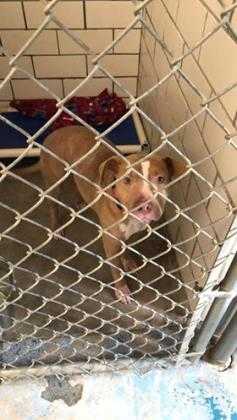 Adopt Hazel a Tan/Yellow/Fawn American Pit Bull Terrier / Mixed dog in