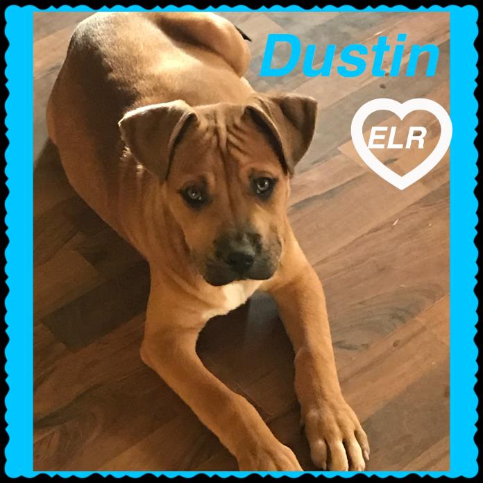 Adopt Dustin a Red/Golden/Orange/Chestnut - with White Labrador Retriever /