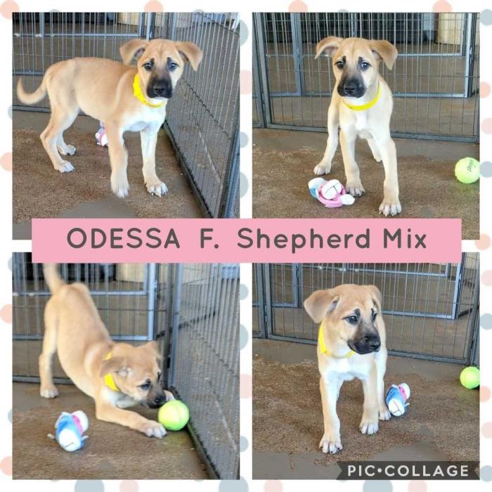 Adopt ODESSA a Shepherd (Unknown Type) dog in Mesa, AZ (24664295)