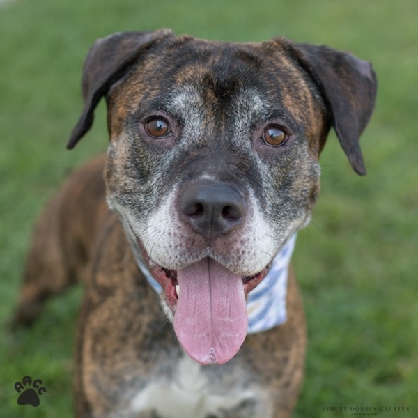 Adopt Smokey Bear a American Pit Bull Terrier / Mixed dog in Richmond