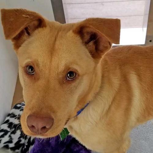 Adopt Air Bud a Labrador Retriever / Mixed dog in Rancho Santa Fe, CA (24664301)