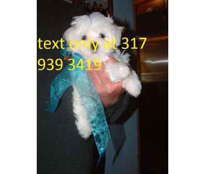 hkbvhjxgc adorable maltese pups for sale