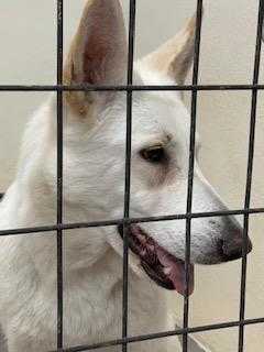 Adopt Willow a White German Shepherd Dog / Mixed dog in Divide, CO (24686389)