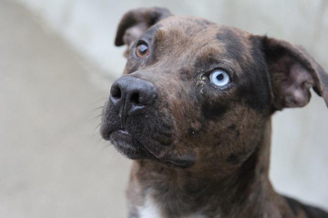 Adopt Archy a Pit Bull Terrier