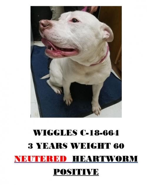 Adopt Wiggles C-18-664 a White Mixed Breed (Medium) / Mixed dog in Chester