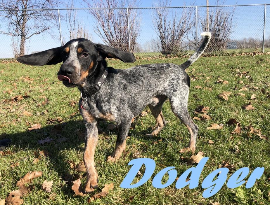 Adopt Dodger a Bluetick Coonhound