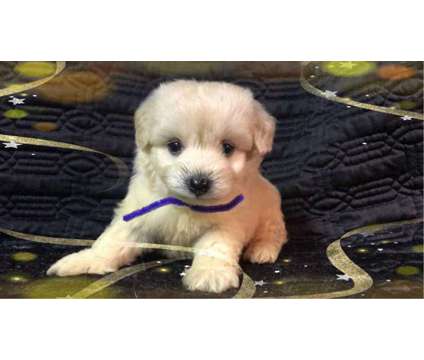 Beautiful Maltese Mixed with Poodle