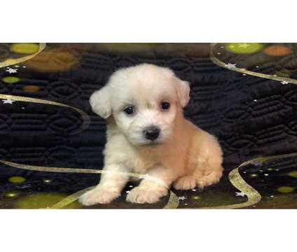 Beautiful Maltese Mixed with Poodle