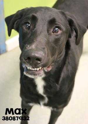 Adopt MAX a Black Labrador Retriever / Mixed dog in Gulfport, MS (24112105)