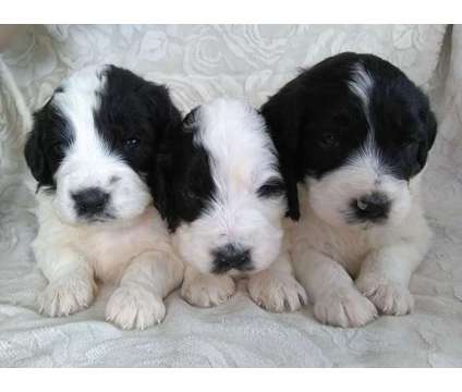 Saint Berdoodle puppies