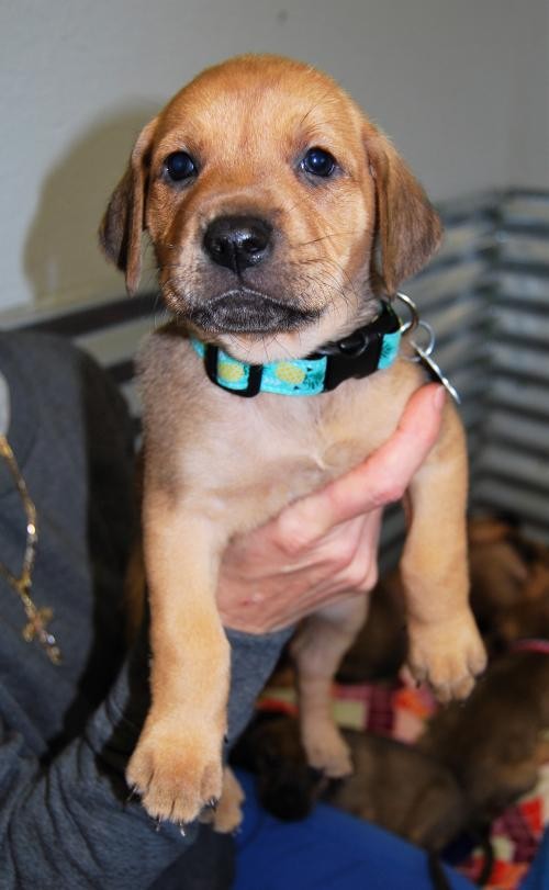 Adopt Sonoma a Tan/Yellow/Fawn - with Black German Shepherd Dog / Mixed dog in