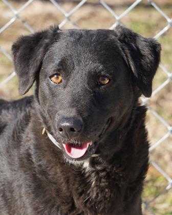 Adopt Maxine a Black Retriever (Unknown Type) / Mixed dog in Toccoa