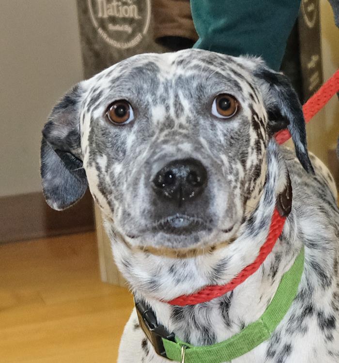 Adopt Noble a White - with Black Dalmatian / Mixed dog in Spokane, WA (20576855)
