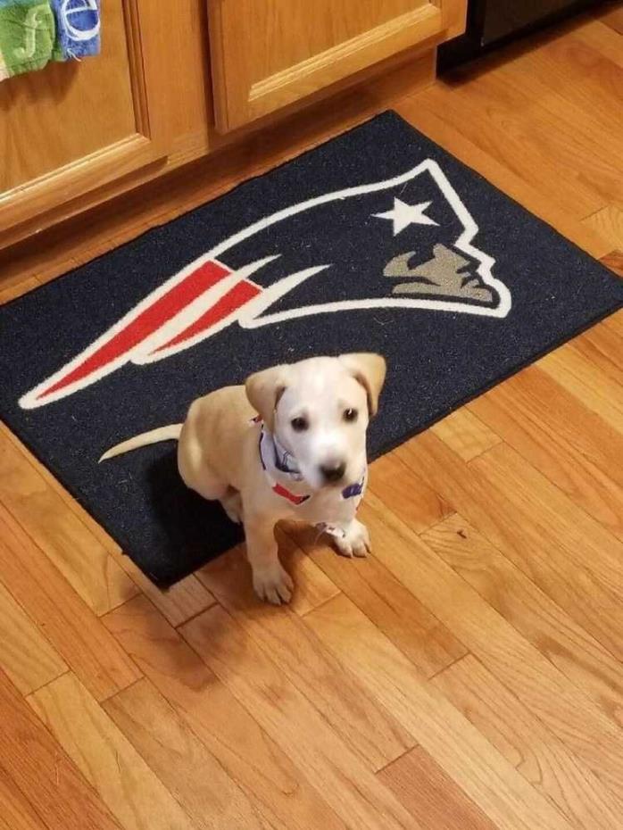Adopt Marley a Labrador Retriever / Mixed dog in Pound Ridge, NY (20576877)