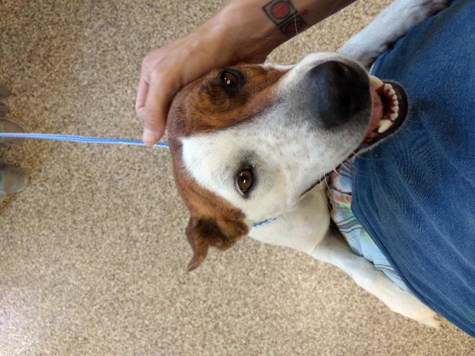 Adopt Luna a Brindle Australian Cattle Dog / Boxer / Mixed dog in Pratt