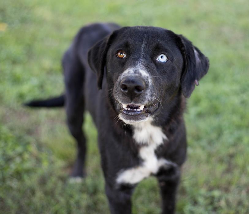 Husky-Labrador Retriever Mix DOG FOR ADOPTION RGADN-1070274 - Sapphire Lawrence