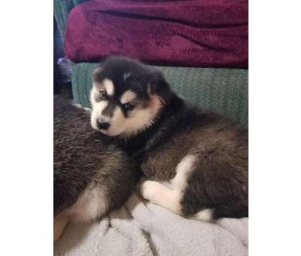 Home trained and gorgeous Alaskan malamute pups