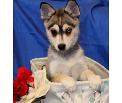 Potty trained Alaskan Klee Kai puppies now available