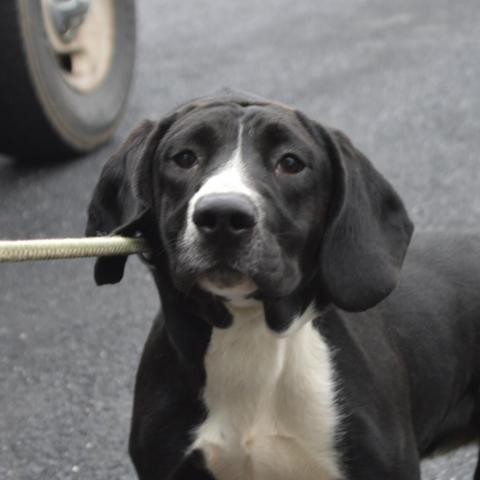 Adopt Tia a Black Hound (Unknown Type) dog in Lyndhurst, VA (24688912)