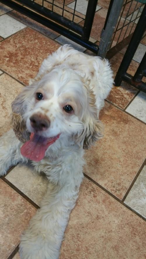 Adopt Dory a White - with Tan, Yellow or Fawn Cocker Spaniel / Mixed dog in
