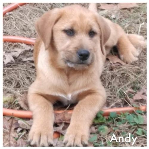 Adopt Andy a Tan/Yellow/Fawn Australian Shepherd / Mixed dog in Charleston