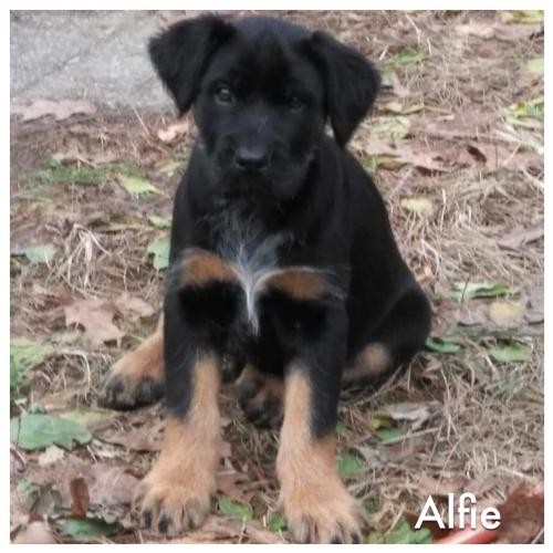 Adopt Alfie a Black - with Tan, Yellow or Fawn Australian Shepherd / Mixed dog