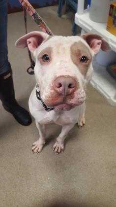 Adopt Lupita a White American Pit Bull Terrier / Mixed dog in Lafayette