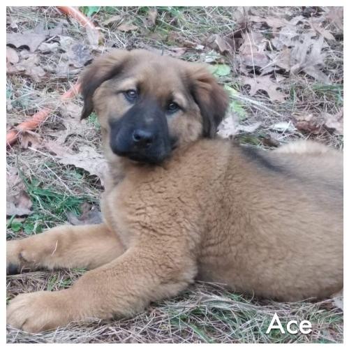 Adopt Ace a Tan/Yellow/Fawn Australian Shepherd / Mixed dog in Charleston