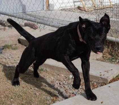Adopt Astra a Black Labrador Retriever / Mixed dog in Grand Junction