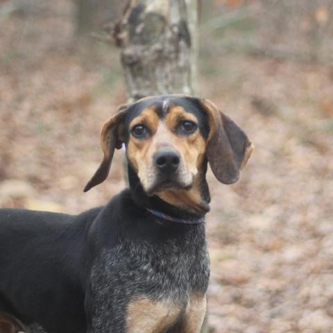 Adopt Wendy a Black Bluetick Coonhound dog in Lyndhurst, VA (24631863)