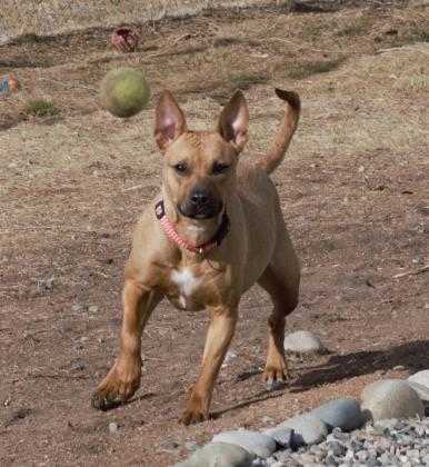 Adopt Lydia a Tan/Yellow/Fawn American Pit Bull Terrier / Mixed dog in Grand
