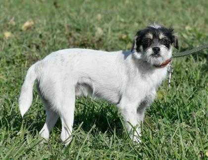 Adopt Quinn a White Fox Terrier (Wirehaired) / Mixed dog in Ottumwa