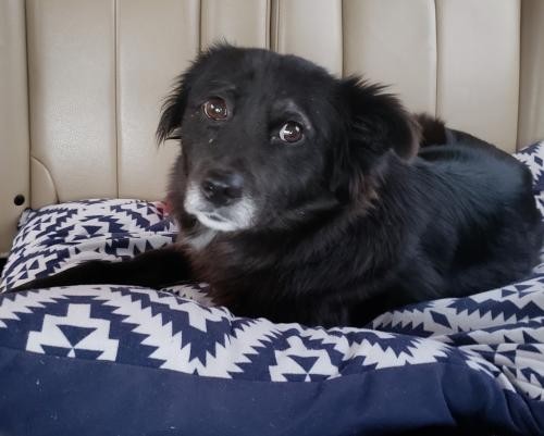 Adopt Norie a Black - with White Border Collie / Mixed dog in Alpharetta