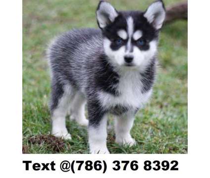 Bkami M/F Pomsky Puppies Ready for sale