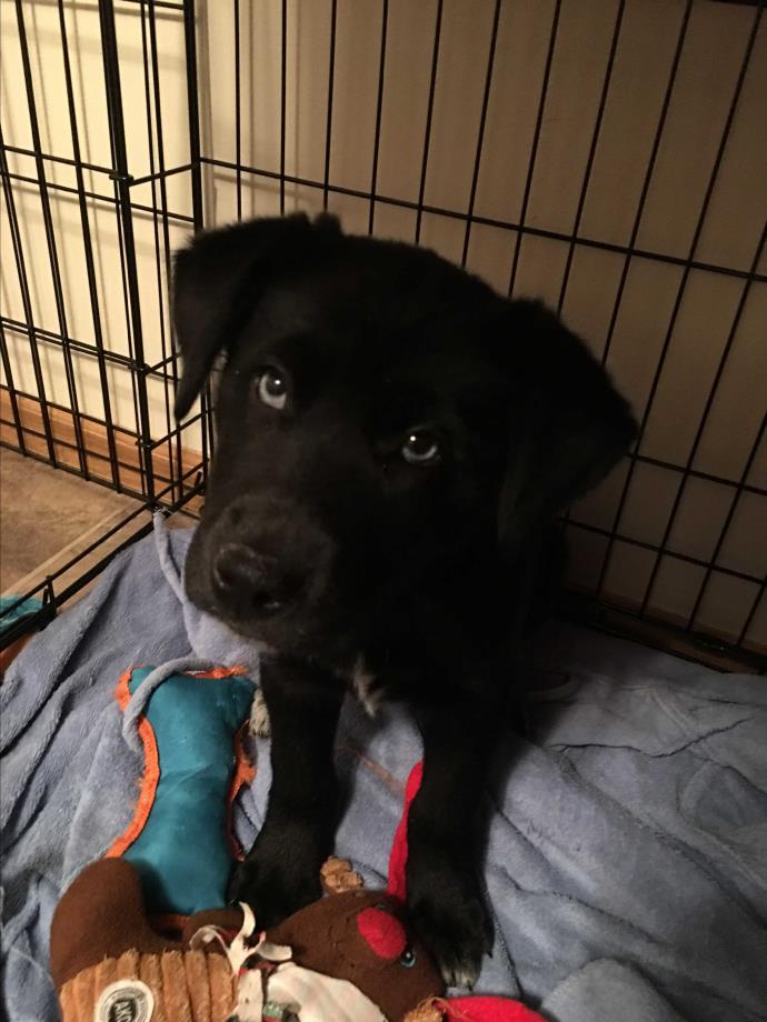 Adopt Chica a Black - with White Labrador Retriever / Husky / Mixed dog in