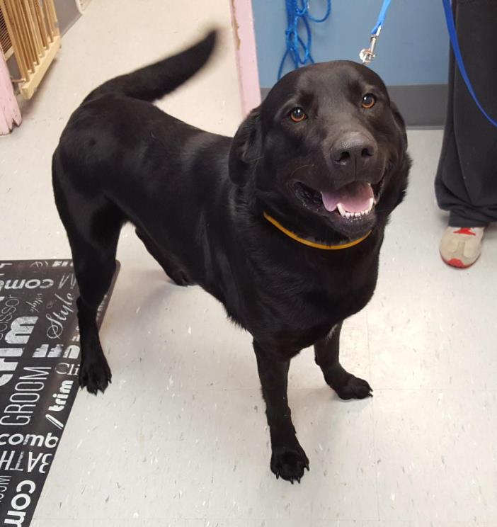 Adopt Ringo a Black Labrador Retriever / Mixed dog in Maryville, IL (24629362)