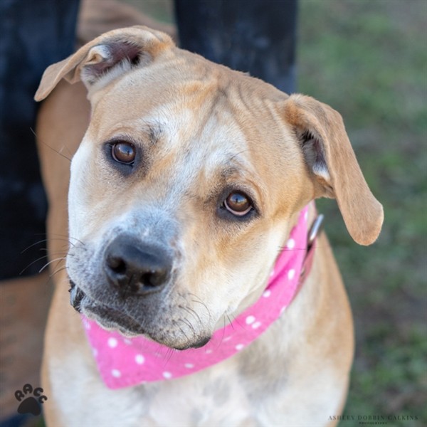 Adopt Zombie Mummy a Labrador Retriever / Mastiff / Mixed dog in Richmond