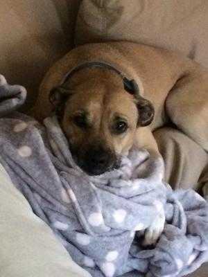 Adopt Maggie a Tan/Yellow/Fawn Mountain Cur / Boxer / Mixed dog in Delaware