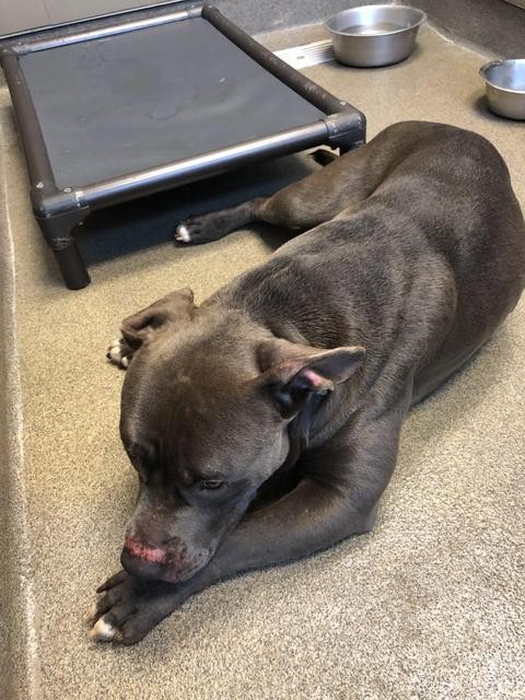 Adopt Turbo a Pit Bull Terrier / Mixed dog in Rome, GA (24202256)